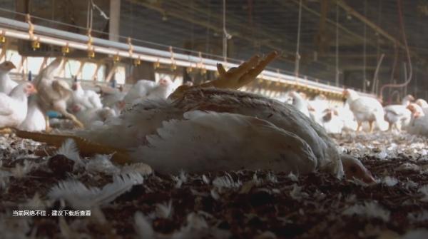 美國人為何越窮越胖？這就是美國食物的生產方式，看吐了！紀錄片