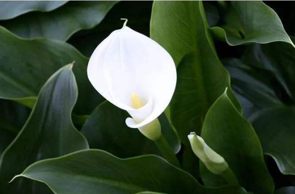 銀光綠裡似觀音，芋葉疑荷溼水斟&mdash;&mdash;海芋花