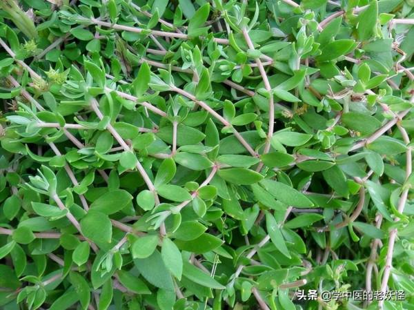 每日一中藥——垂盆草 每日一中藥——垂盆草