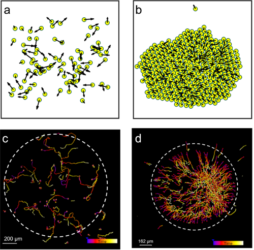 力學訊號調控細胞間的遠端作用及自組織行為