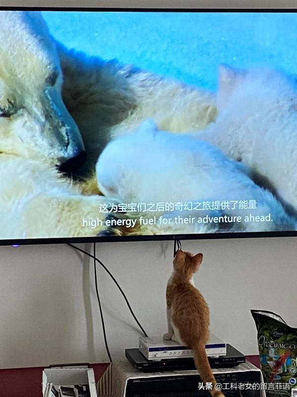 一隻想努力提高文化底蘊的貓