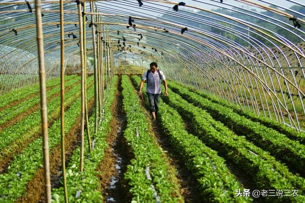 只要一碗淘米水，不花一分錢！黃瓜，西瓜結得多，吃不完，都羨慕