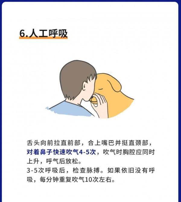 狗狗急救指南！(關鍵時刻可救狗命)