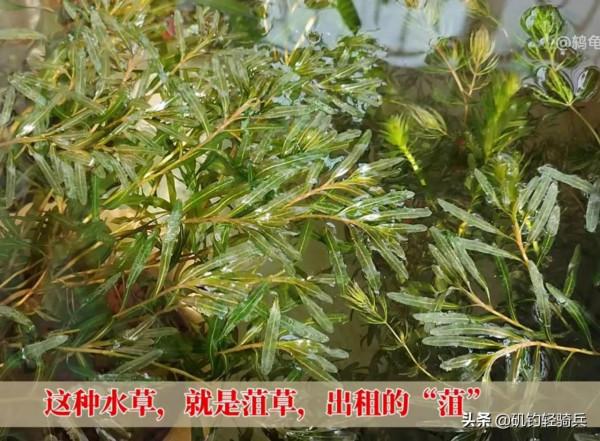 水草是冬季串鉤最頭痛的問題，新手應該如何化解？