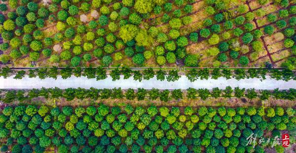 雪松成林，山茶綻放，百花港開放式休閒林地基本建成