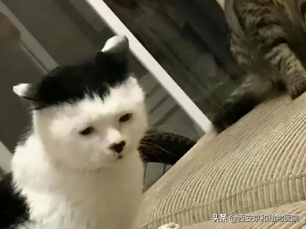 好看的皮囊千篇一律，但是醜的千姿百態的貓你都見過嗎？