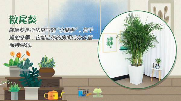 「健康解碼」冬季室內乾燥，這些“天然空氣加溼器”瞭解一下
