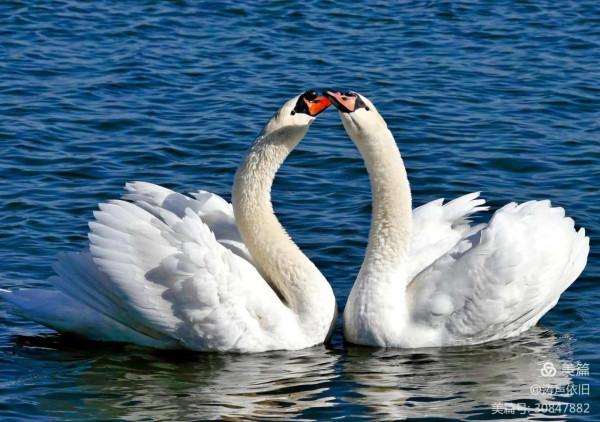 忠貞不渝 恩愛夫妻 文/濤聲依舊