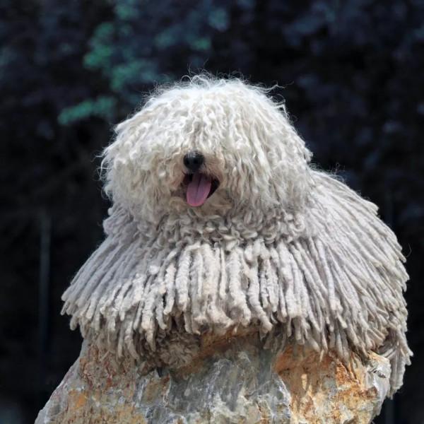 新手養狗指南：想養中型犬的看過來，這5種狗非常棒