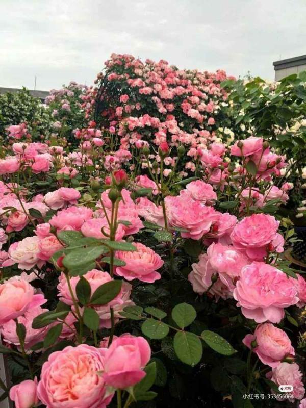 6種結婚用的手捧花，為了自己心愛的人，也要浪漫一回