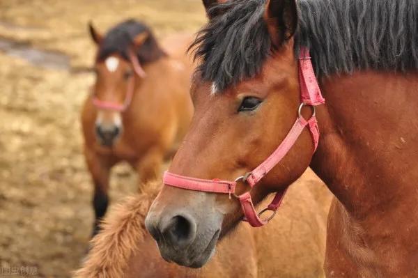 都21世紀了，為什麼馬還不能取代驢？驢到底有什麼特殊之處？