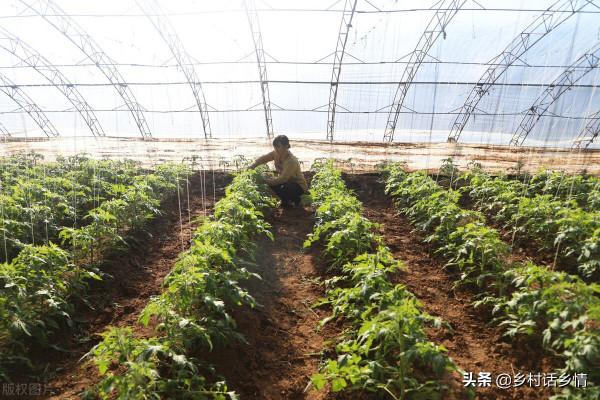 種菜招蟲子別噴藥,分享你個好方法,用生物防治效果相當不錯 種菜招蟲子別噴藥,分享你個好方法,用生物防治效果相當不錯