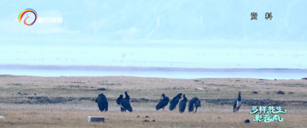 讓“候鳥”變“留鳥”納帕海溼地保護之下的變化