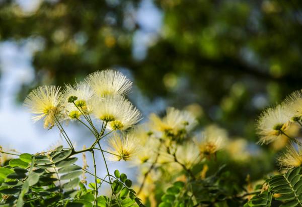 合歡花綻妍 合歡花綻妍