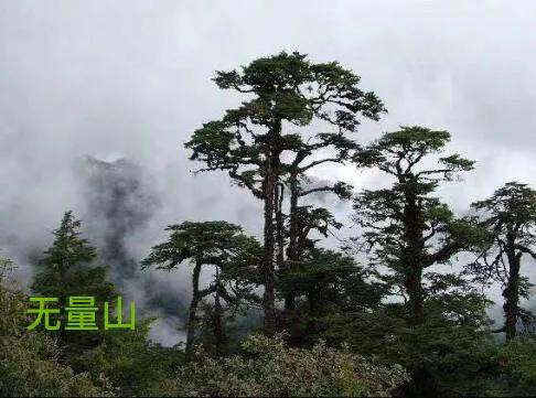 細說普洱茶 細說普洱茶