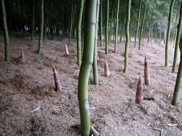 25元一斤比肉還貴!浙江大姐給雷竹“蓋棉被”,讓竹筍價格翻倍 25元一斤比肉還貴!浙江大姐給雷竹“蓋棉被”,讓竹筍價格翻倍