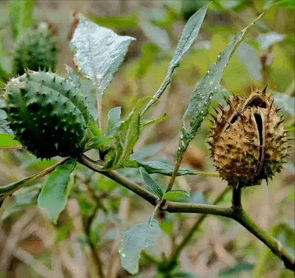 “美麗有毒”的植物,快來認識11種“毒花毒果”,不吃虧不上當 “美麗有毒”的植物,快來認識11種“毒花毒果”,不吃虧不上當