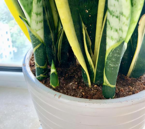 冬季養花的“3大技巧”，越冬更順利，枝葉鮮活花更旺