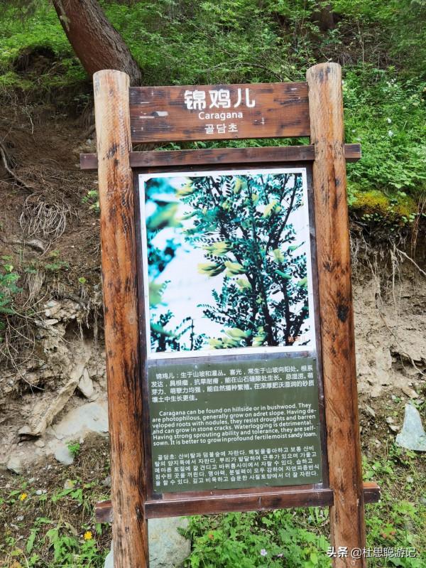 漢EV自駕新疆伊犁，乘坐區間車逛昭蘇打卡點夏塔景區