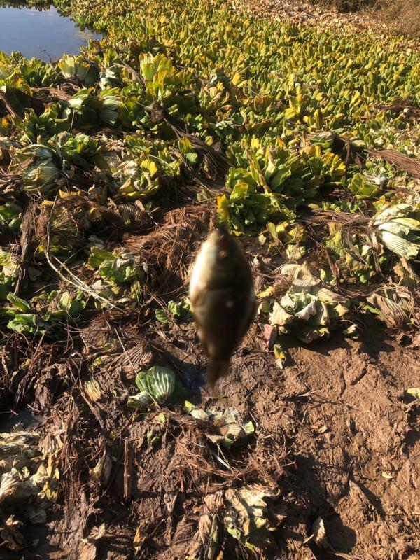 探索沼澤塘有驚無險,黃金小奶鯽齊上岸 探索沼澤塘有驚無險,黃金小奶鯽齊上岸