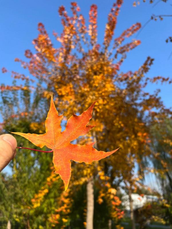 北京秋意濃，萬類競霜天