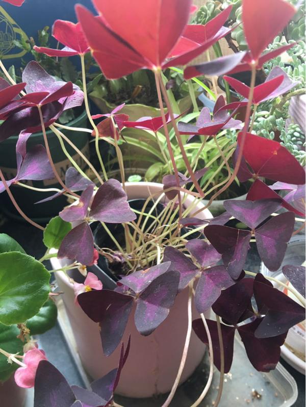 8種花，插土裡就能活，簡直是懶人“福音”