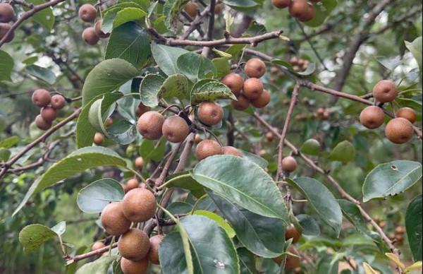 雲南大山裡邂逅&OpenCurlyDoubleQuote;野橄欖&rdquo;，味道先酸澀後回甘，最好吃的是豆梨