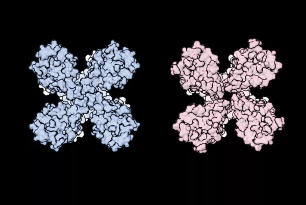 與其他器官相比，嗅覺系統很&OpenCurlyDoubleQuote;獨特&rdquo;