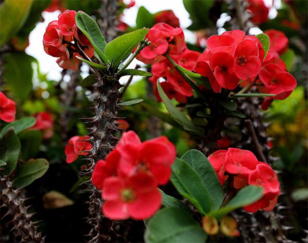 哪些花最好別在家裡養?聽我一句勸:這5種家養實在不太妥當 哪些花最好別在家裡養?聽我一句勸:這5種家養實在不太妥當