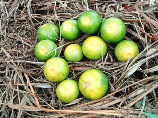 打2次炭疽病藥，落果還是止不住？多思考+精打細算才能精確防治