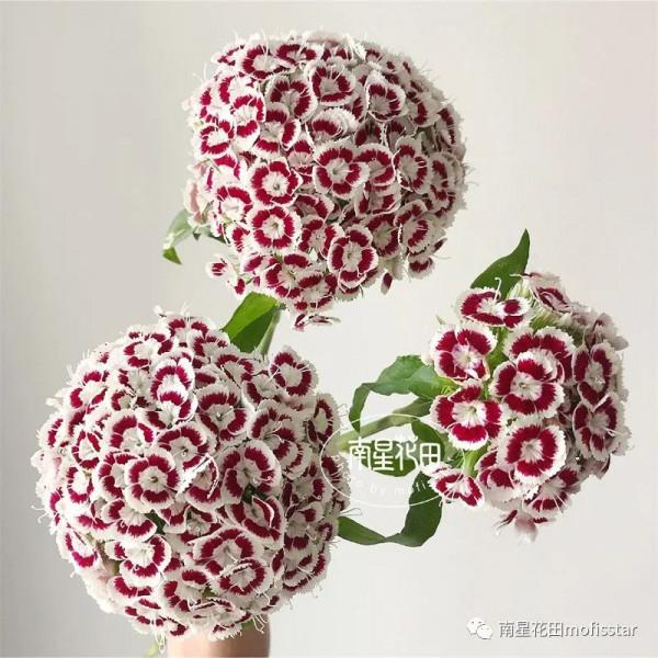 迷蝶香妃石竹梅 · 團花如雲