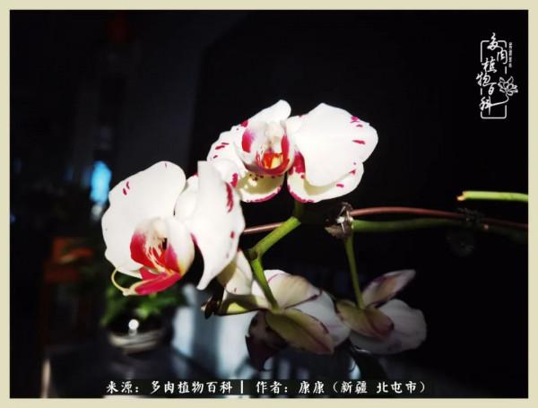 遠處都是風景，近處全是人生，眼前卻是多肉