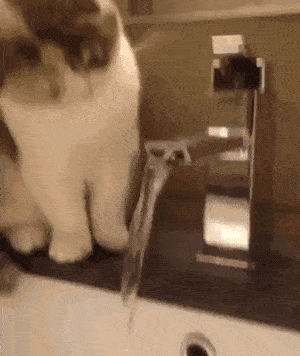 貓總尿床被帶去醫院做檢查,獸醫:這貓是弱智... 貓總尿床被帶去醫院做檢查,獸醫:這貓是弱智...