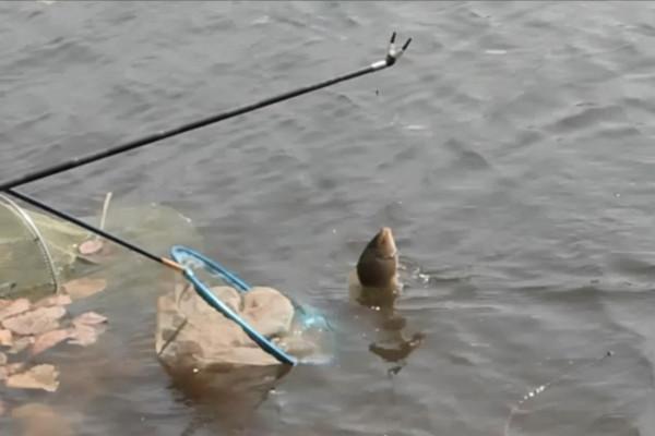 天冷釣鯽魚，冬天選這幾種天氣出門，最容易釣到大板鯽