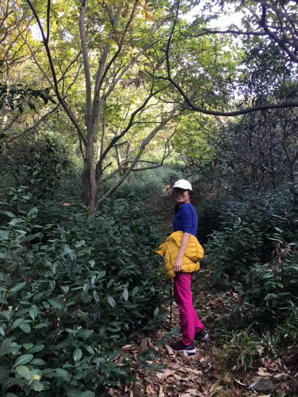 太湖銀杏村,家家戶戶都有幾棵百年銀杏樹,從蘇州坐2元公交能到 太湖銀杏村,家家戶戶都有幾棵百年銀杏樹,從蘇州坐2元公交能到