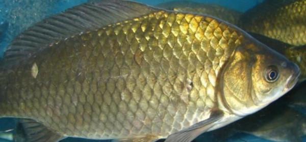 “鯽”得名由來？