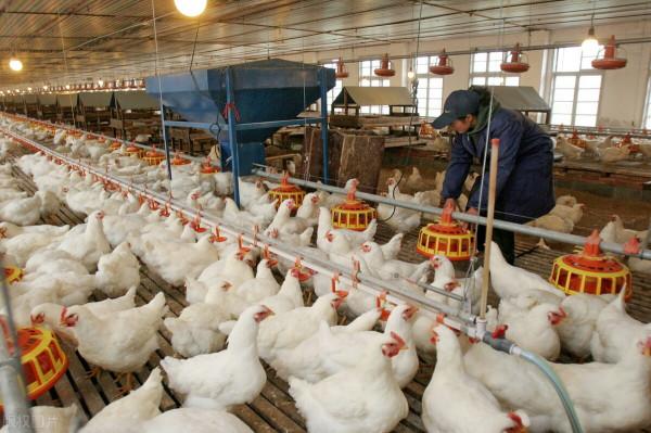 禽病中的一個老話題，禽霍亂的獸醫知識簡介