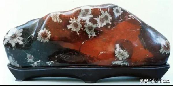 奇石盛開的花朵鑑賞