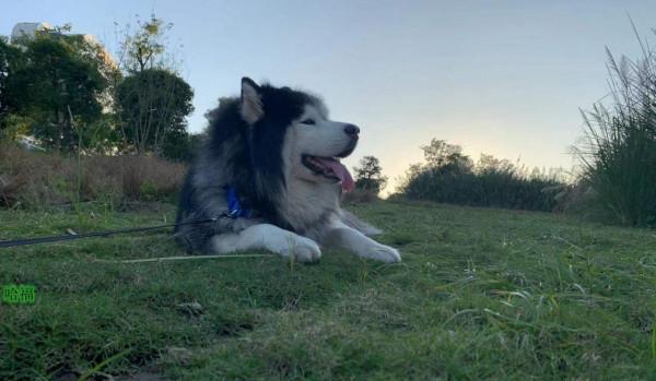 犬滿8歲,養狗人要注意這些事 犬滿8歲,養狗人要注意這些事