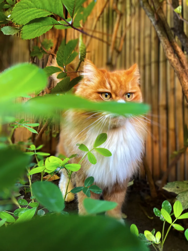 焗南瓜？烤南瓜？還是你要“戴”南瓜？