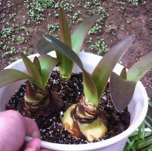 2種“雪中花”，0度凍不死，越冷芽越多，凍一凍多開花