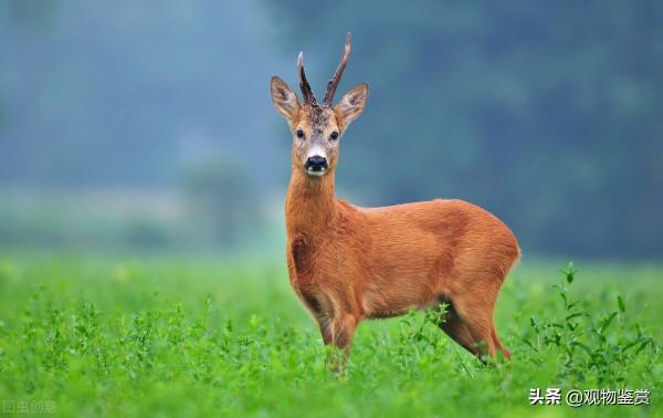 鹿頭的寓意，鹿頭象徵著什麼？鹿的特性是什麼