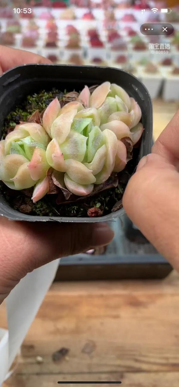 看了就想養的多肉啊