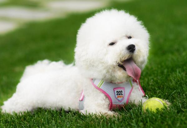 你適合養“公比熊”還是“母比熊”？看完就不用糾結了