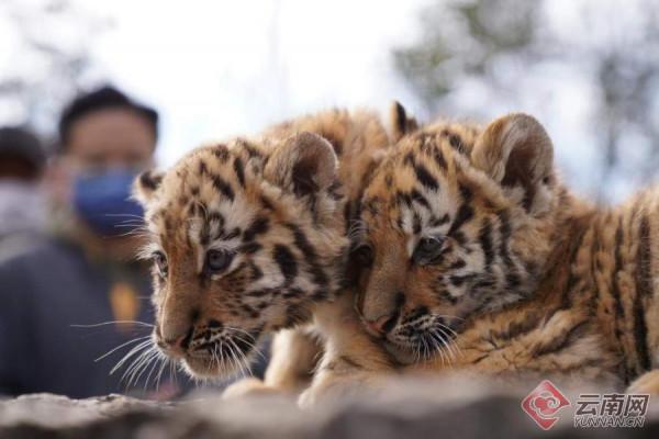「高畫質組圖」虎虎生威！雲南野生動物園萌虎下山了