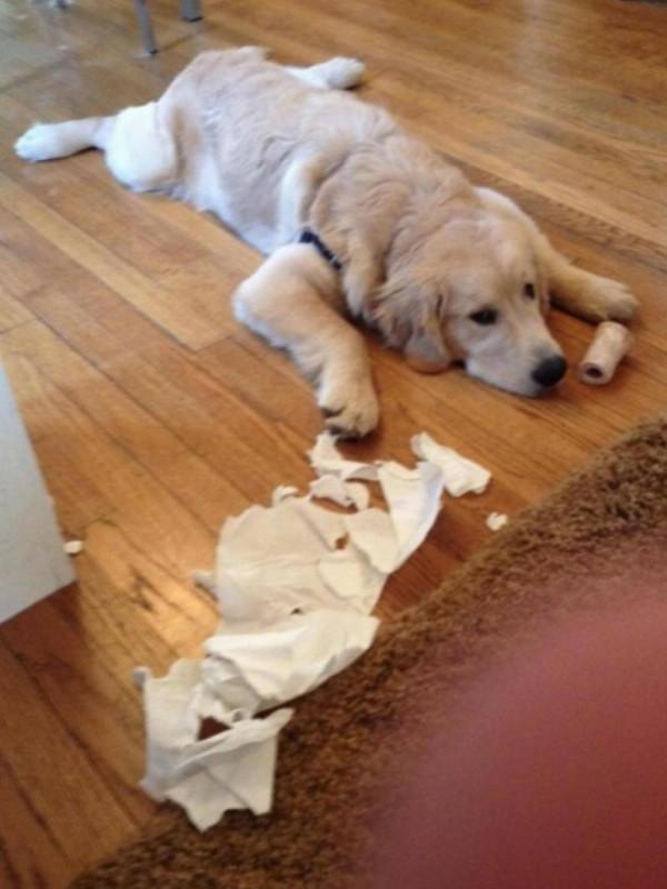 因搞破壞被抓時的狗狗,它的表情我能笑一天 因搞破壞被抓時的狗狗,它的表情我能笑一天