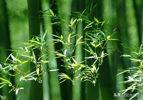 蘇軾的一首禪詩，想象豐富，禪意濃濃，更令人深受啟迪