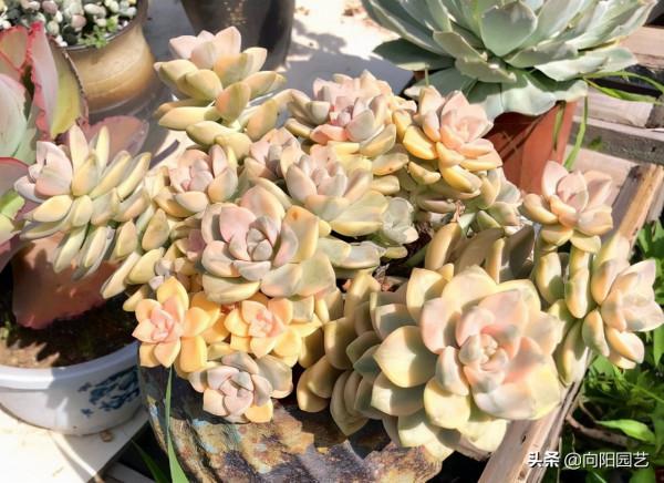 “兩廣”養多肉,養不出好狀態,問題出在哪裡?應該怎麼養? “兩廣”養多肉,養不出好狀態,問題出在哪裡?應該怎麼養?