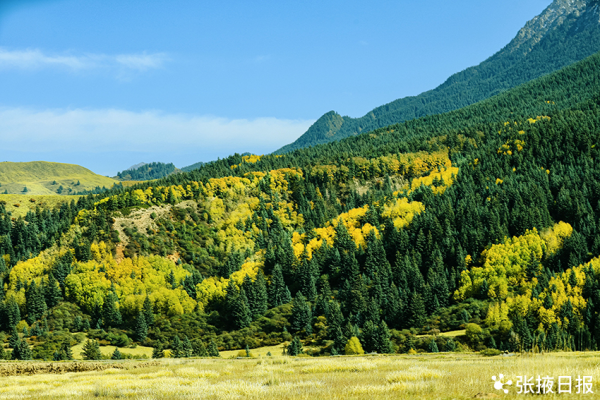 秋色浸染祁連山，大都麻色彩斑斕惹人醉