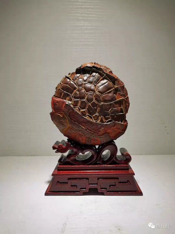 淺談龜紋石的賞玩 淺談龜紋石的賞玩